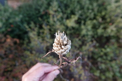 Leuzea conifera