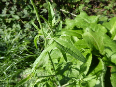 Sisymbrium officinale