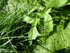 Sisymbrium officinale