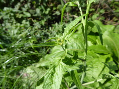 Sisymbrium officinale