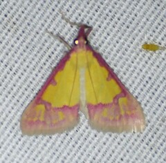 Choristostigma roseopennalis