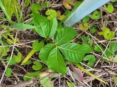 Talisia esculenta