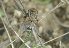 Oestroidea