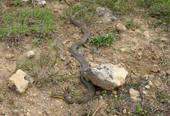 Dolichophis caspius