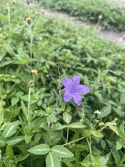 Ruellia simplex