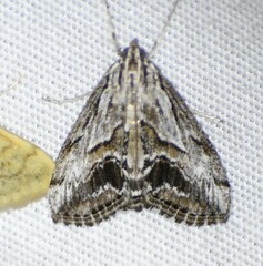 Evergestis simulatilis