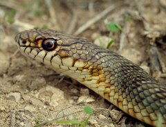 Dolichophis caspius