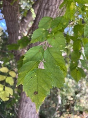 Phytophthora ramorum