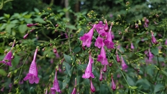 Strobilanthes hamiltoniana