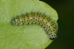 Periclista lineolata