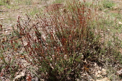 Eriogonum wrightii