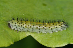 Periclista lineolata