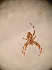 Araneus pallidus