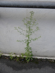 Erigeron floribundus