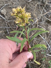 Solidago missouriensis