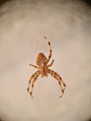 Araneus pallidus