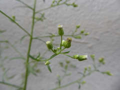 Erigeron floribundus