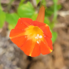 Ipomoea coccinea