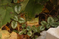 Lamium galeobdolon argentatum