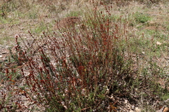 Eriogonum wrightii