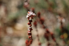 Eriogonum wrightii