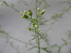 Erigeron floribundus