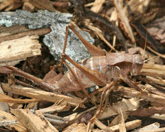 Atlanticus testaceus