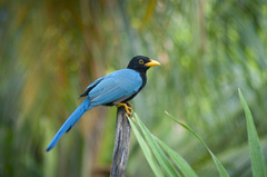 Cyanocorax yucatanicus