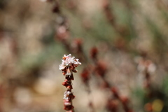 Eriogonum wrightii