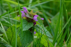 Lamium purpureum