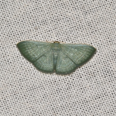Geometridae