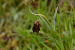 Fritillaria affinis