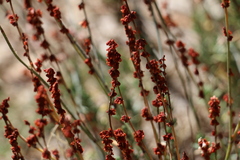 Eriogonum wrightii