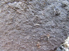 Symphyla