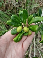 Pittosporum