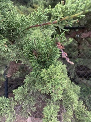 Cupressus macrocarpa