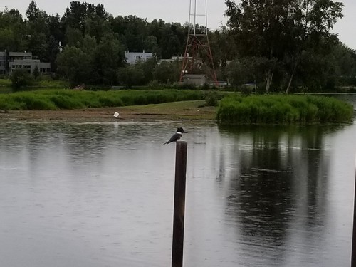 Belted Kingfisher photographed in Alaska