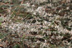 Eriogonum wrightii