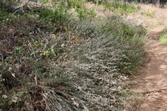Eriogonum wrightii