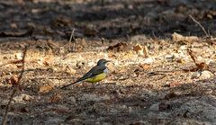 Motacilla flaviventris