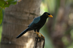 Cyanocorax yucatanicus