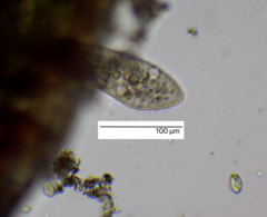 Paramecium