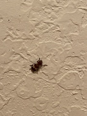 Enoclerus quadrisignatus