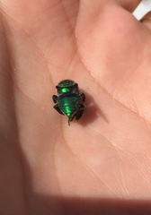 Euglossa