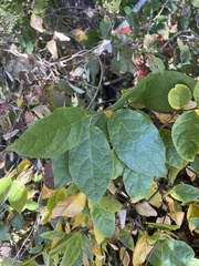 Calycanthus floridus