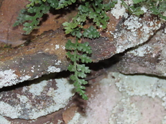 Asplenium montanum