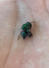 Euglossa
