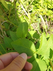 Zizia aurea