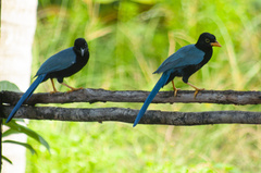 Cyanocorax yucatanicus