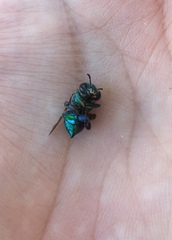 Euglossa
